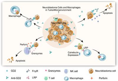 The immunotherapy advancement targeting malignant blastomas in early childhood